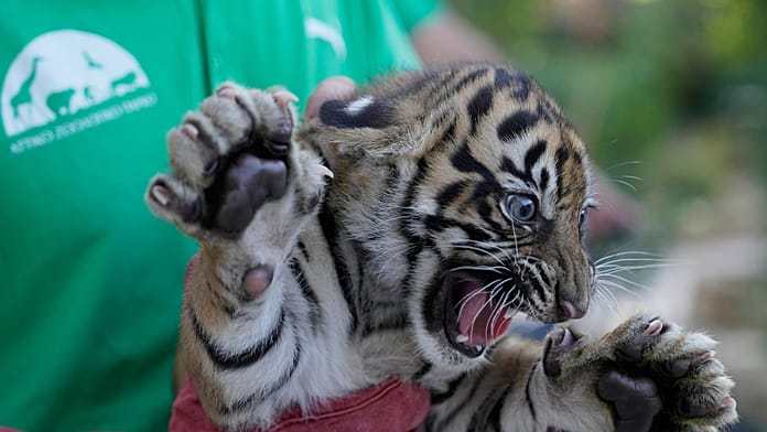 Sumatran tiger cubs receive first health checks at Greek zoo