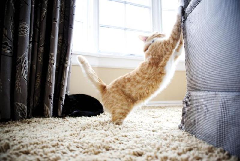 Как сделать так, чтобы кошка не драла обои и мебель: действенные способы