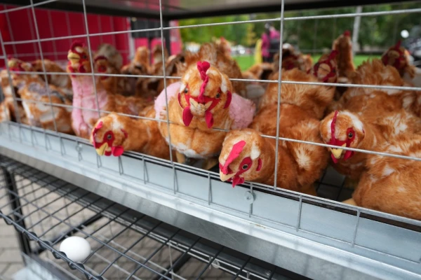 Dozens of people protested outside the Saeima against the caging of laying hens