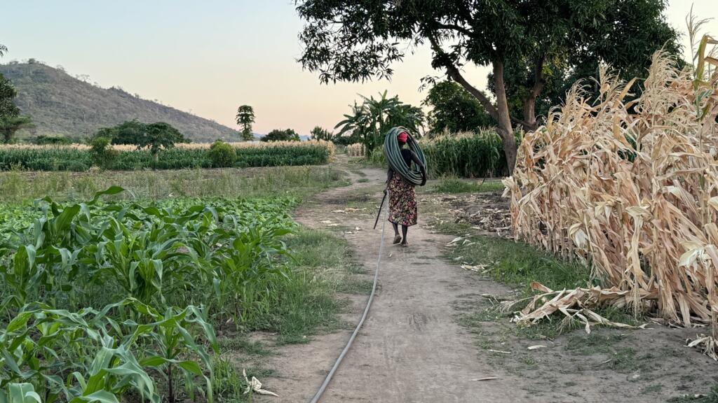 ‘Nothing grows anymore’: In Malawi, eating becomes a daily struggle due ...