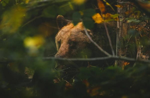 Haines Woman Seriously Injured in Brown Bear Attack