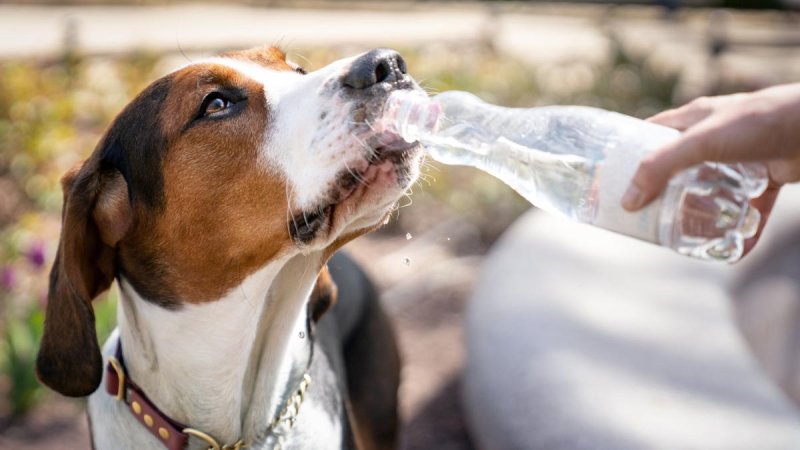 Los Expertos Avisan De La Acci N Urgente Para Los Perros En Ola De Calor No Importa C Mo Lo