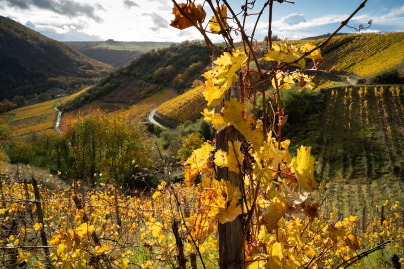 Warum sich das Weinanbaugebiet Nahe so großartig entwickelt hat
