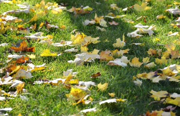 LVĢMC and Inbox.eu Forecast Rain and Mild Temperatures for Latvia Sunday