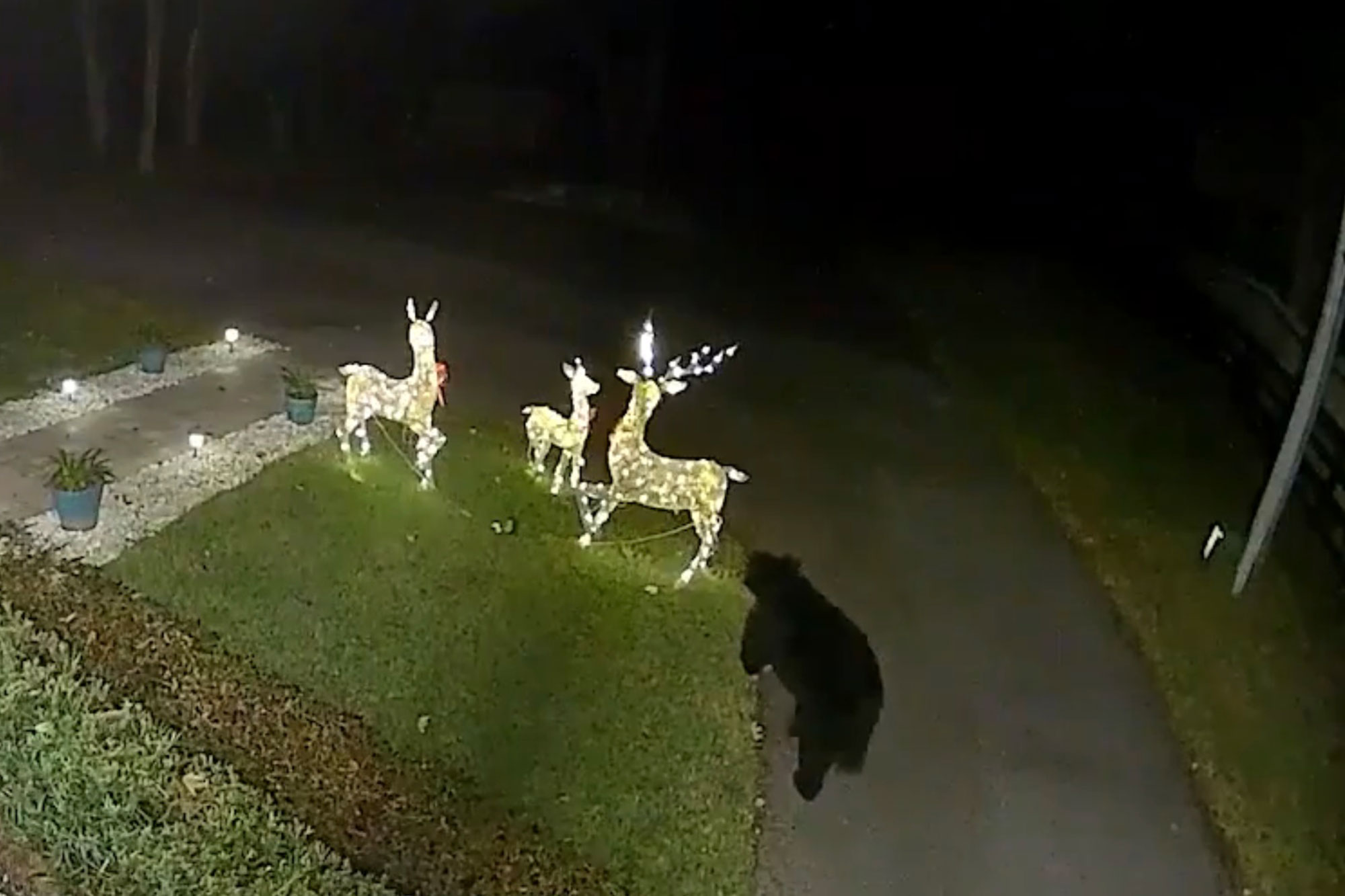 Florida bear attacks, takes off with reindeer Christmas decoration