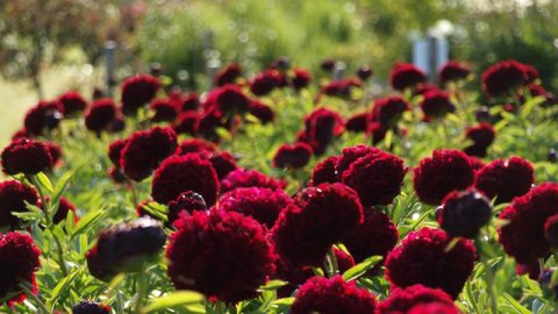 FOTOD ⟩ Pojengifestival jõuab oma haripunkti