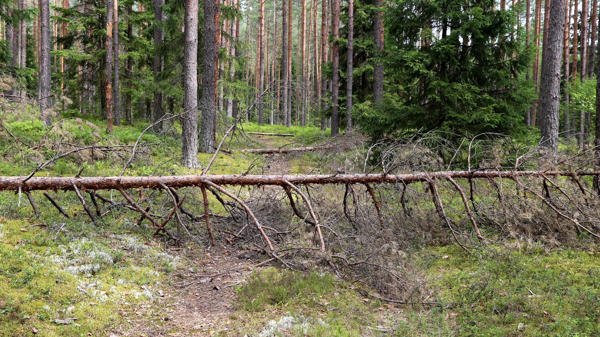 Леса 21 век